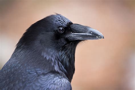 raven in india|Common Raven (Northern Raven) .